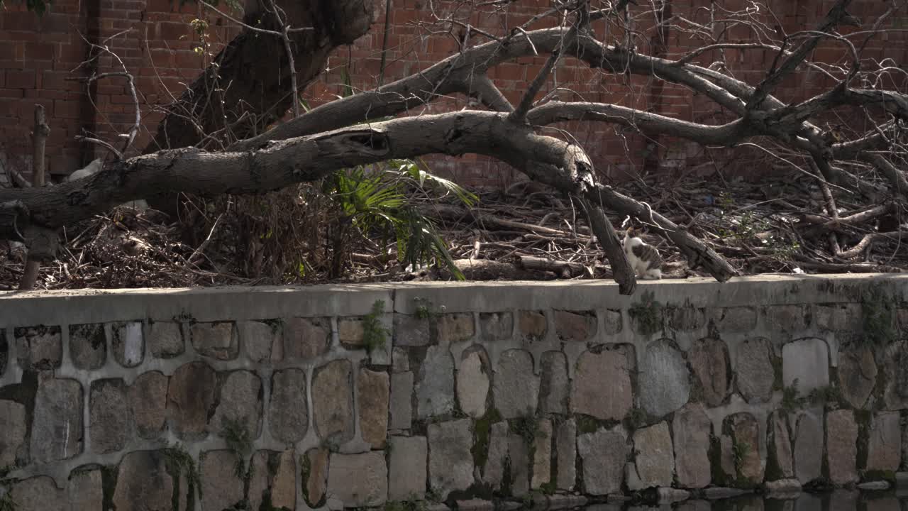 Gatti randagi nella zona rustica del centro di Suzhou (Jiangsu, Cina)