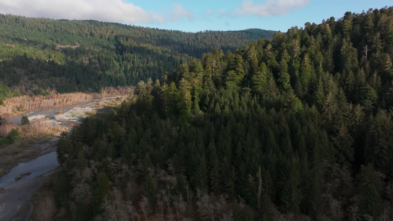Ripresa con drone in volo sopra una foresta di sequoie nella California settentrionale