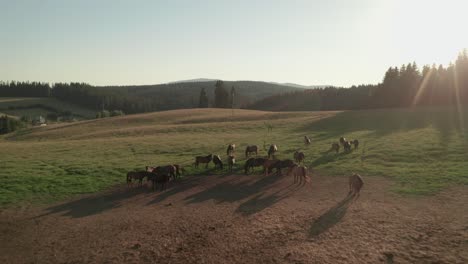 aerial intro drone shot of horses grazing on a meadow in sihla, slovakia