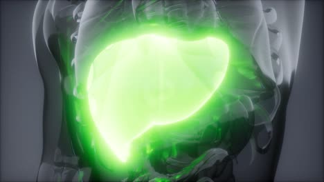 human liver radiology exam