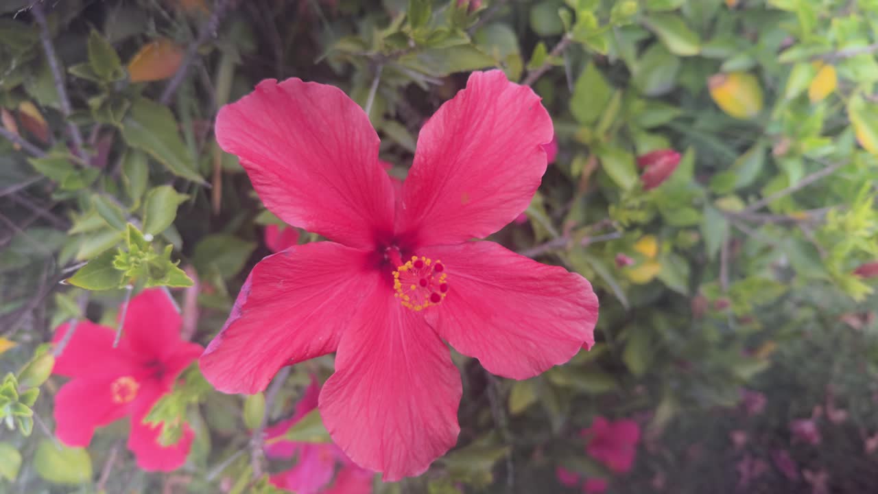 A beautiful red flower on a bush