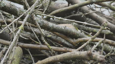 moving through a large pile of sticks in slow motion