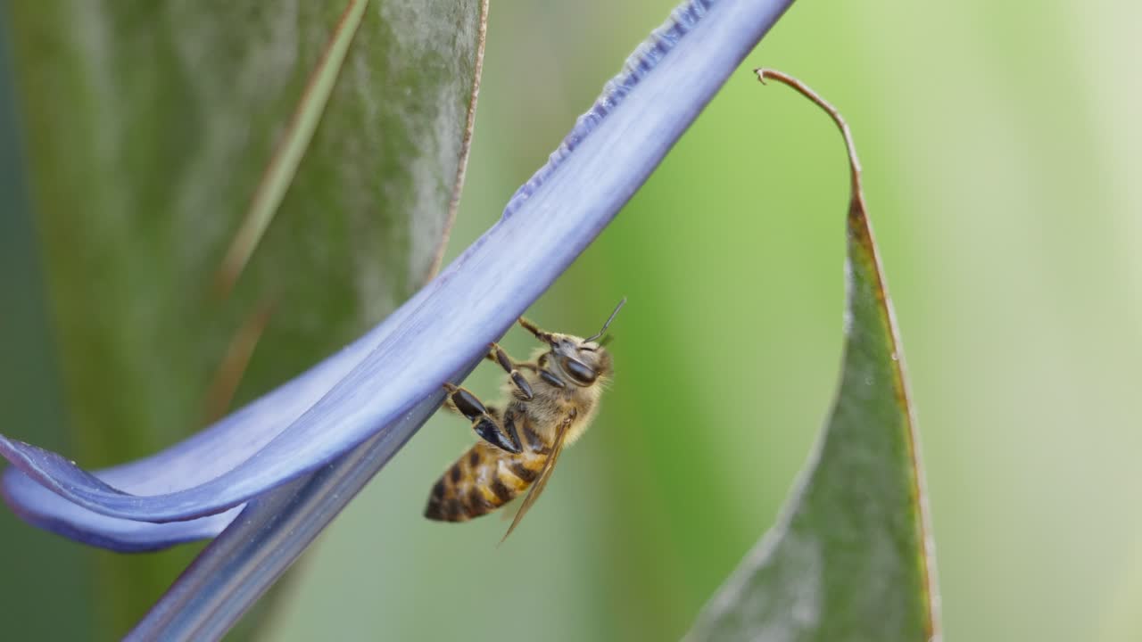 африканская медоносная пчела улетает с цветка райской птицы после опыления