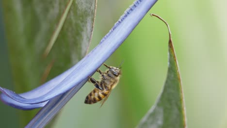 african honeybee flies off bird of paradise flower after pollinating