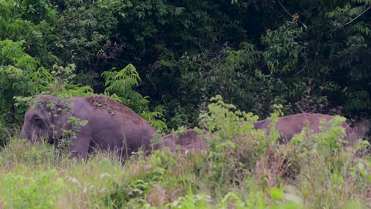 los elefantes asiáticos son especies en peligro de extinción y también son residentes de tailandia