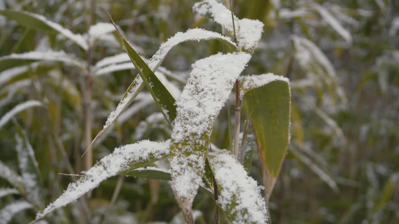 primer plano de la nieve que cae sobre la hoja de bambú en invierno