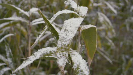 Primer-Plano-De-La-Nieve-Que-Cae-Sobre-La-Hoja-De-Bambú-En-Invierno