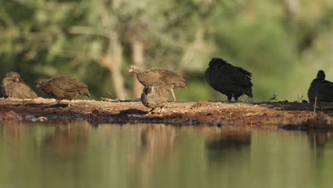 Wide shot of a flock of Swainson spur fowls drinking at a waterhole, Greater Kruger