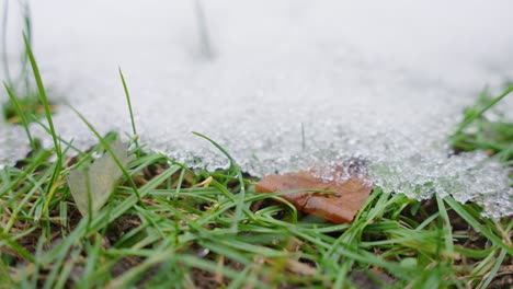 macro shot of melting snow particles with green grass and leaves