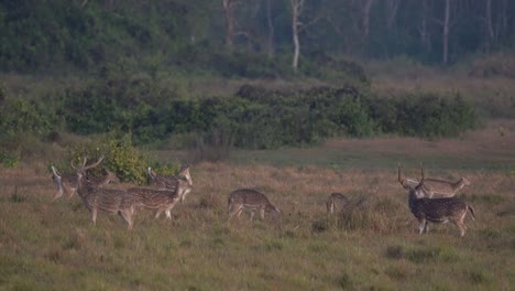 Un-Grupo-De-Ciervos-Manchados-Alerta-Por-Los-Peligros-En-La-Jungla