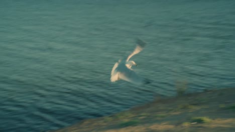 seagull catches a fish but loses it. at golden hour. in 4k slow motion