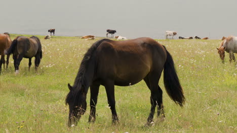 young stallion waves with tail while eating grass on lake meadow