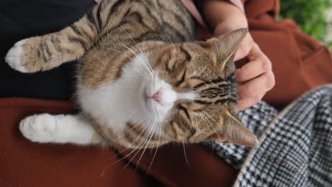 a cat being petted by a person