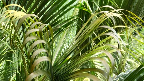 palms fronds blowing in the outdoor breeze