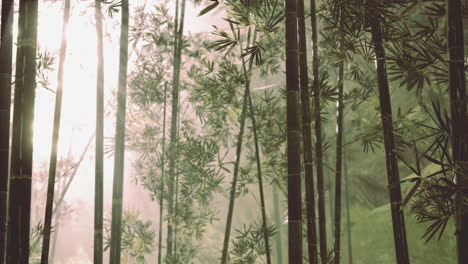 asian bamboo forest with morning fog weather