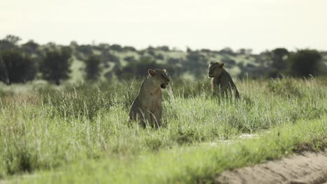 Wide-shot-of-two-lionesses-sitting-in-the-long-green-grass-of-the-Kgalagadi-Transfrontier-Park-in-beautiful-light