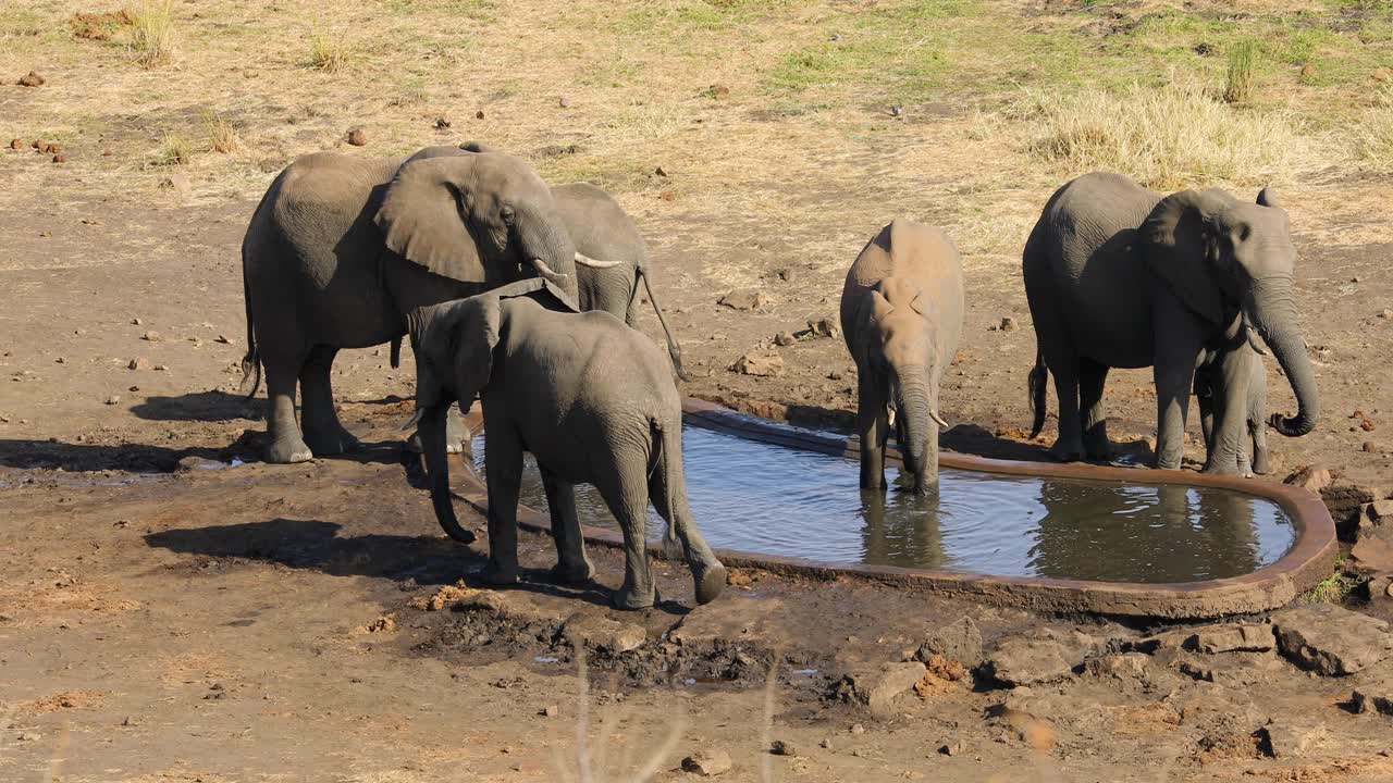 African elephants (Loxodonta africana) drinking water at an artificial waterhole, Kruger National Park, South Africa
