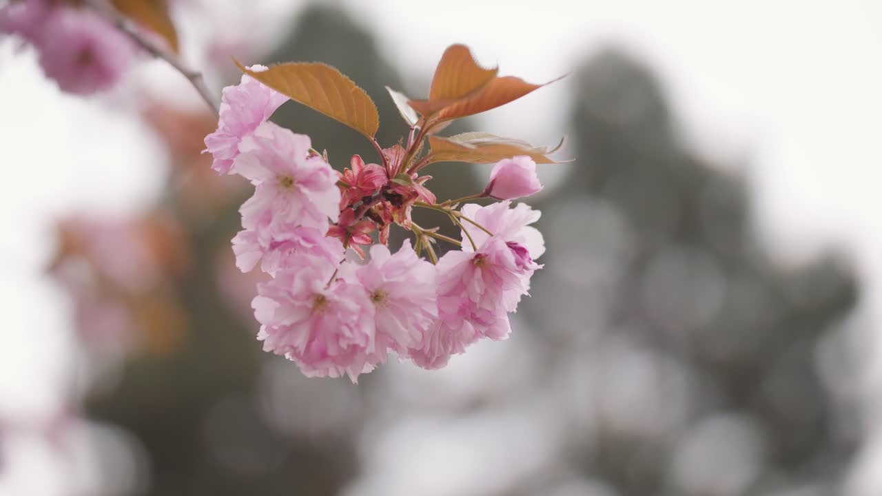 Primo piano di fiori di ciliegio - Fiori di ciliegio che ondeggiano al vento nel parco