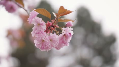 close-up shot of cherry blossom - cherry blossoms swaying in the wind in the park