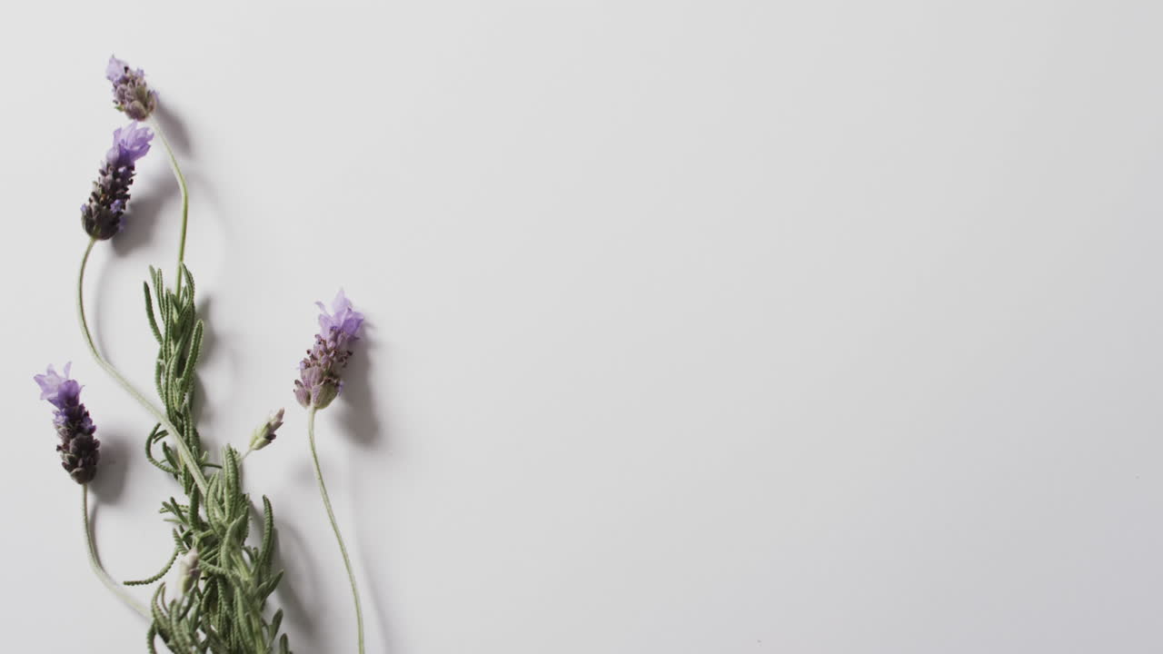 Video di fiori e foglie di lavanda con spazio per il testo su sfondo bianco