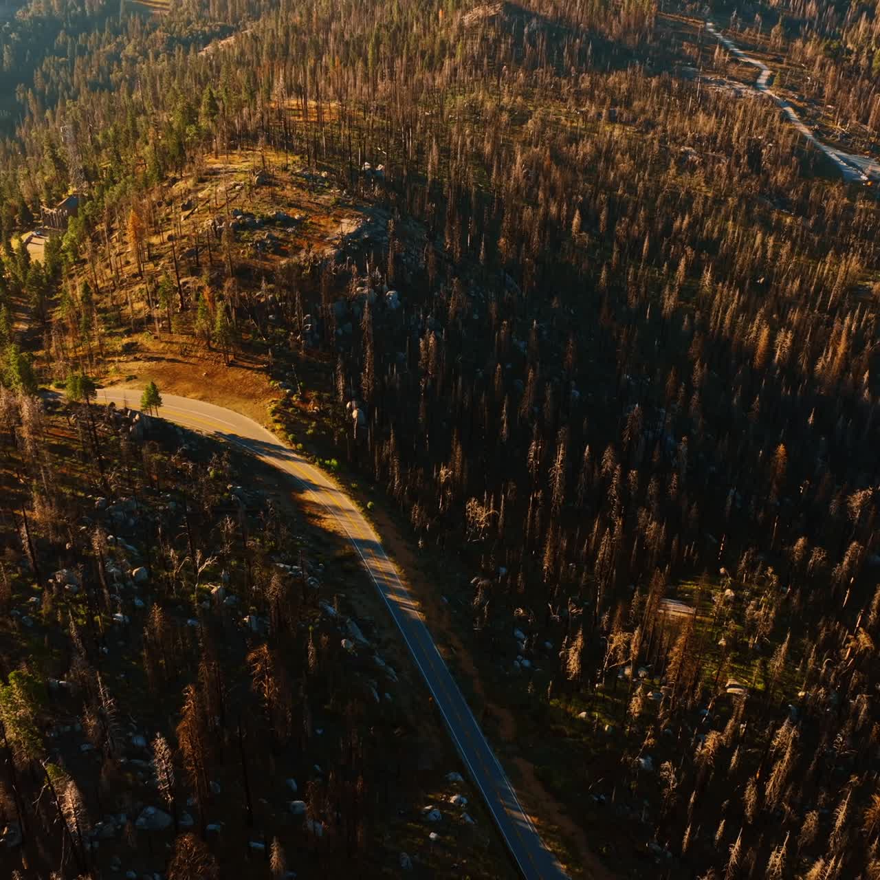 Mountainous landscape with wavy highway going through. Sunlit pine trees in Sierra National Forest, California, USA. Top view