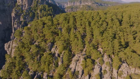 aerial view of a mountainous forest landscape