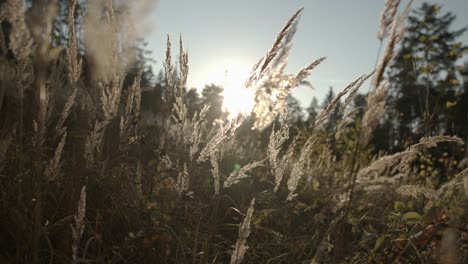 panning shot of waving grass plants in wind during sunset in background - close up