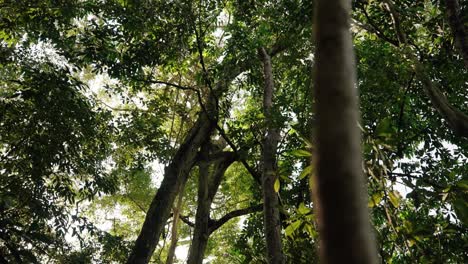 sunlight breaks through thick jungle canopy as trees stretch high above the forest floor in tropical mopan, guatemala.