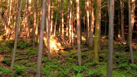 imágenes de video de drones lentas, suaves y bajas que se mueven a través de un bosque de helechos mágico, pacífico y con una hermosa luz dorada