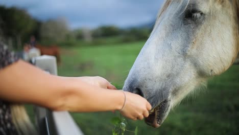 close-up golden hour shot of a woman hand-feeding a large white horse over a fence on a ranch