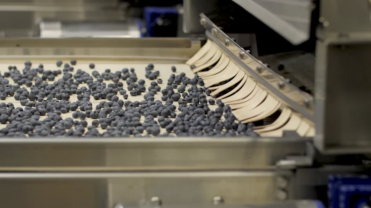 A Blueberry Processing and packaging Plant