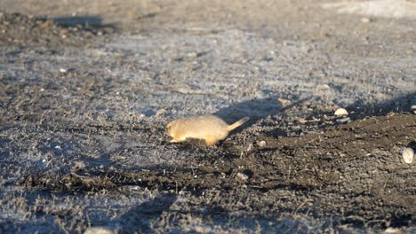 prairie dog digging then eating