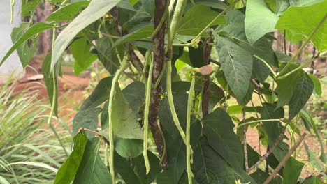 guisantes frescos y maduros colgando de un arbusto verde al sol en una granja