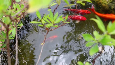 colored varieties of amur carp swimming arround in a pond