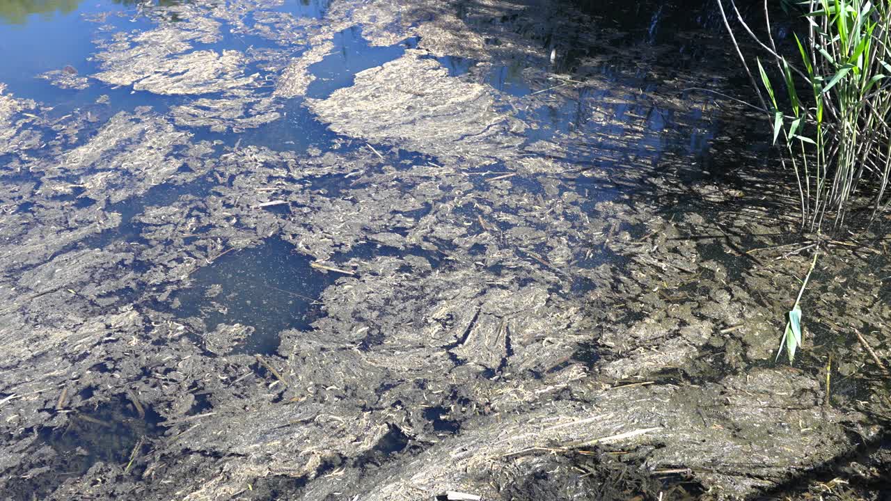 Heavily polluted water surface with visible debris and reeds along the shore. Metal grate near the shore. Environmental problem.
