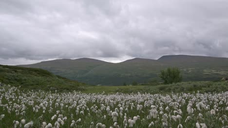 panorama de las montañas dovre en noruega
