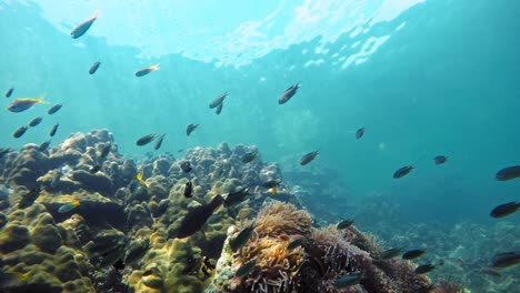 Toma-Submarina-De-Multitud-De-Peces-Nadando-En-Aguas-Cristalinas-Del-Mar-De-Andamán