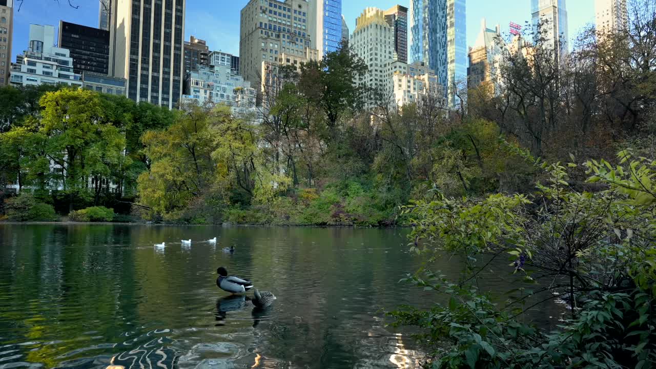 센트럴 파크의 연못 주변에서 놀고 있는 말라드 오리