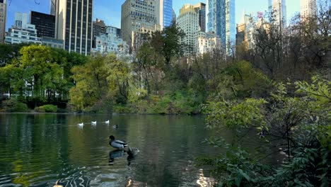 pato mallard jugando alrededor del estanque en el parque central con rascacielos del centro de la ciudad en el fondo