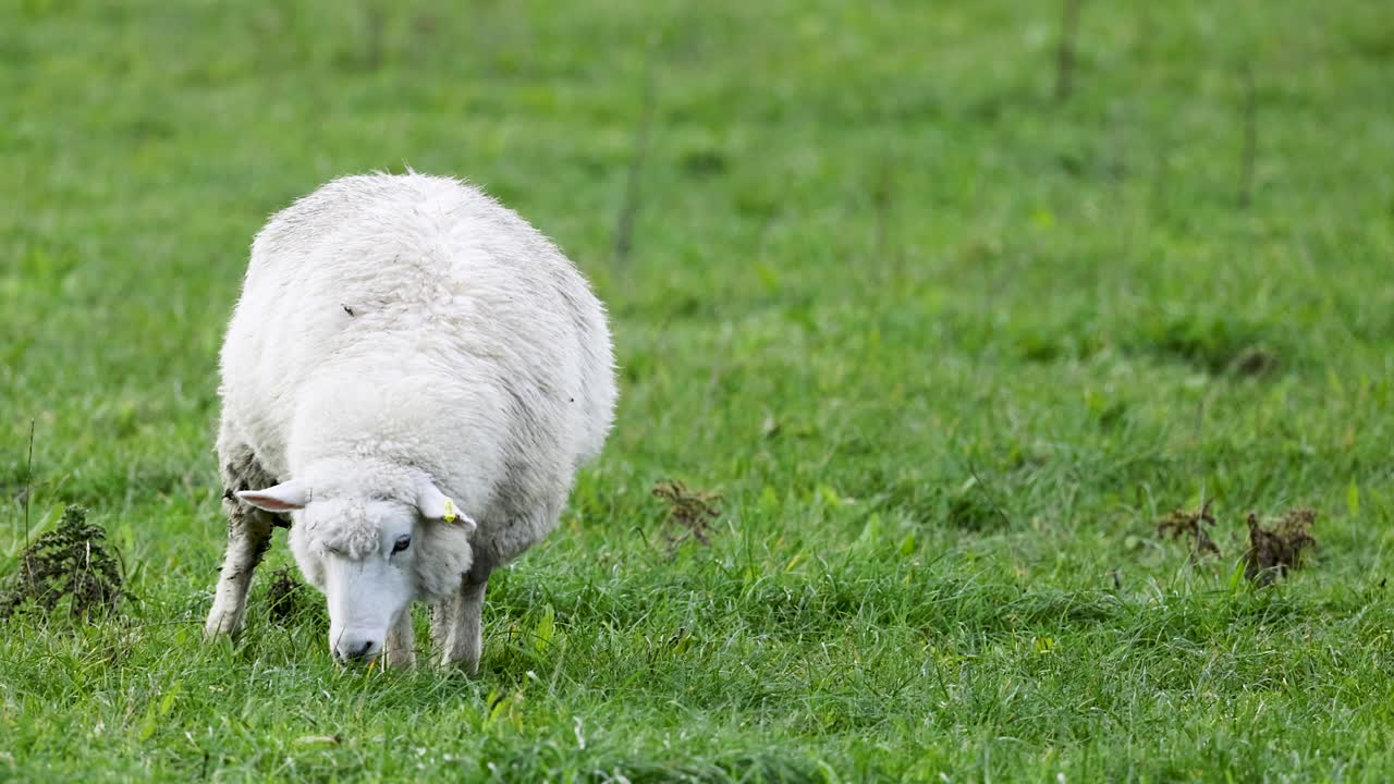 A Romney sheep grazes peacefully in a vibrant green field under soft natural lighting in Queenstown, New Zealand