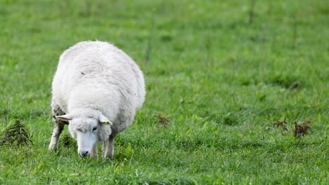a romney sheep grazes peacefully in a vibrant green field under soft natural lighting in queenstown, new zealand