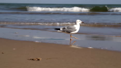 gaviota en la playa