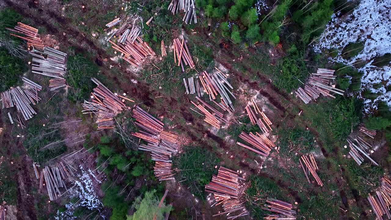 Logging impacting forest ecosystem, showing timber harvest and deforestation