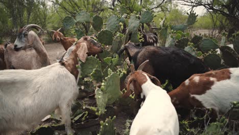 goats eating prickly pear cactus in the desert