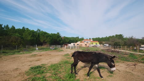 slow motion wide shot of black donkey walking on grass field farm during sunny day and blue sky