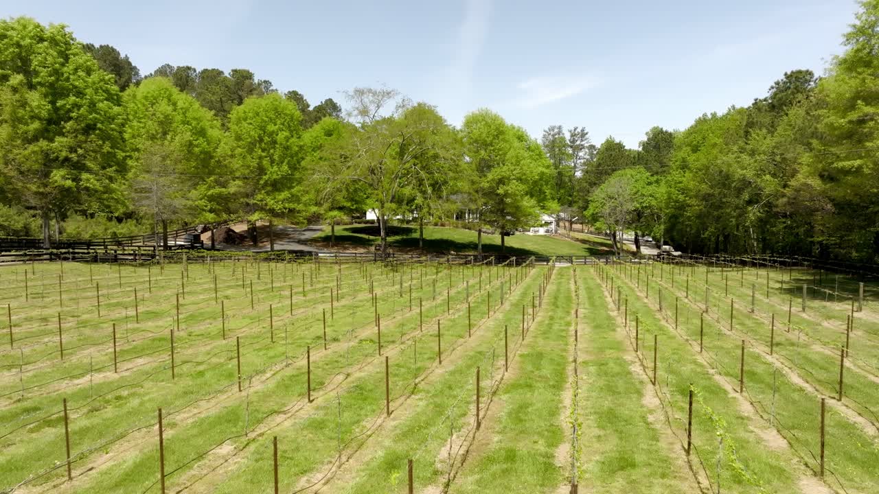 Grapevines support systems at home garden, Stoney J's Winery, Cumming, Atlanta, Georgia, Aerial closeup
