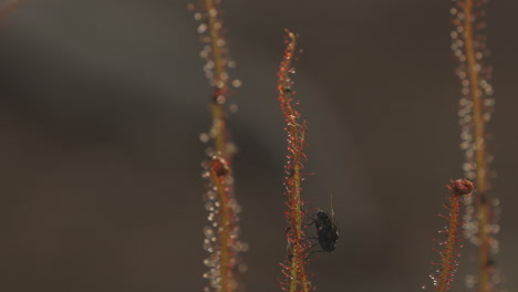 una mosca puede caminar sobre filamentos pegajosos de plantas carnívoras drosera