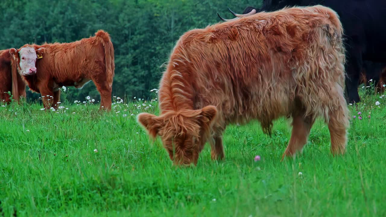 Highland cow Scottish breed rustic cow domestic dairy farm animal grazing grass