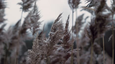 靠近<unk>草在冬天吹在風中輕微的雪塵