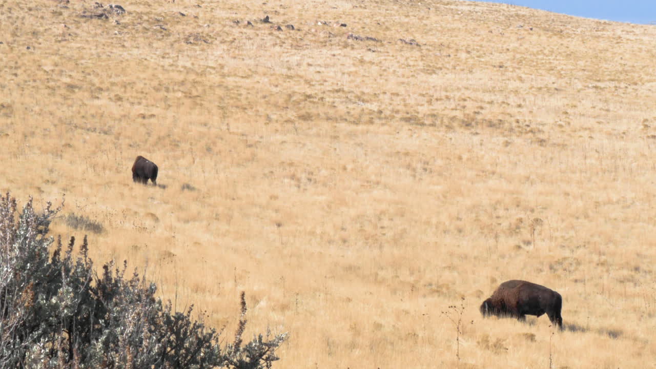 Two Bison Grazing in a Dry Grassland
